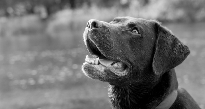 Tindog, el Tinder para los dueños de perros