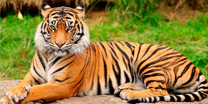 Tinder prohíbe los selfies con tigres