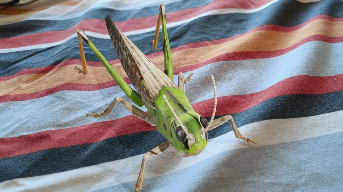 Cómo ver insectos en 3D con Google