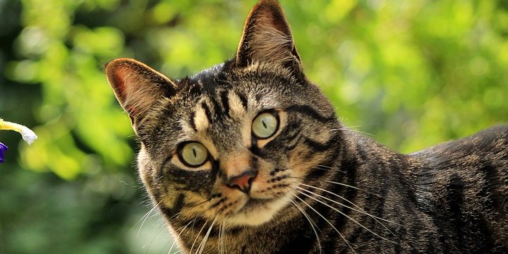 Google protegerá la pantalla de nuestro Android de miradas indiscretas